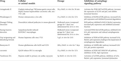 Natural phytochemicals that affect autophagy in the treatment of oral diseases and infections: A review